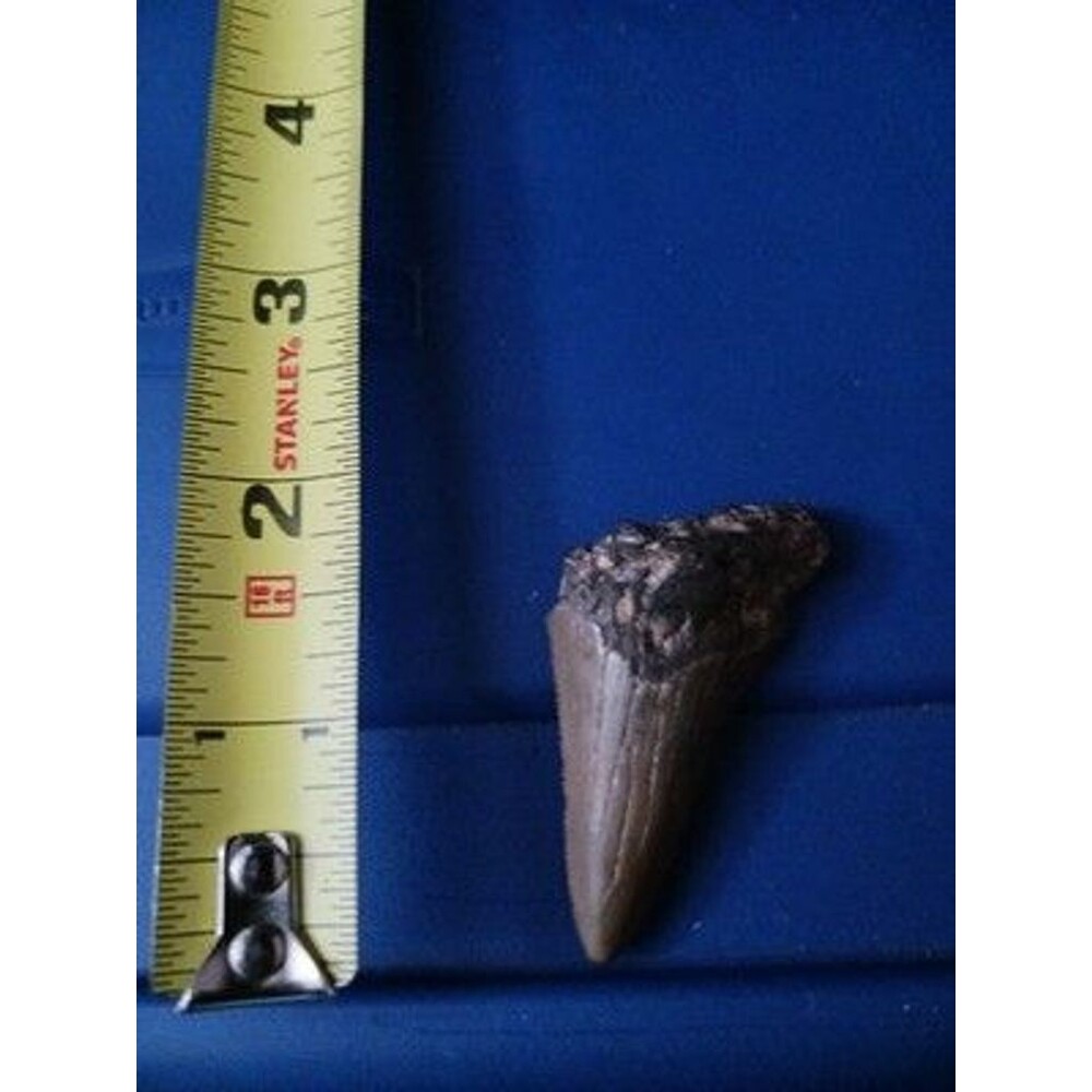 Mako Shark Tooth Venice Beach Florida 1.9” Authentic Fossil